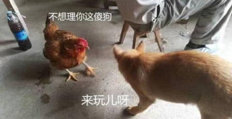 土狗刚和鸡打完架，就发现鸡被主人宰了，它的反应把全家人逗笑了|逗笑|母鸡|狗狗|主人|全家人_新浪新闻