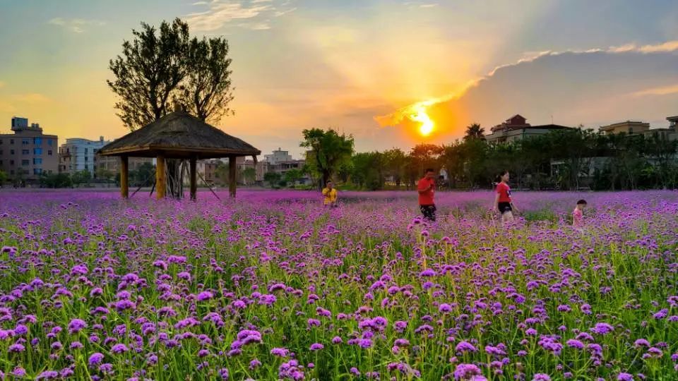 古厝遗韵,花海如云想必你已感受过它的(自驾导航至:晋江梧林古村落)就