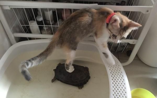 明明自己有水,却整天踩着乌龟偷喝人家的水!