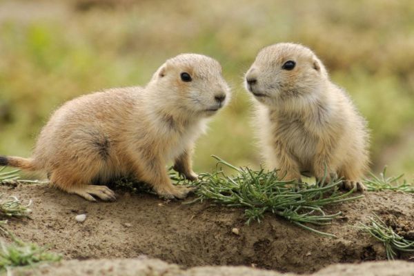 正财偏财都爆发,赚钱多,攒钱多,这个月里,鼠鼠们的总体运程非常好