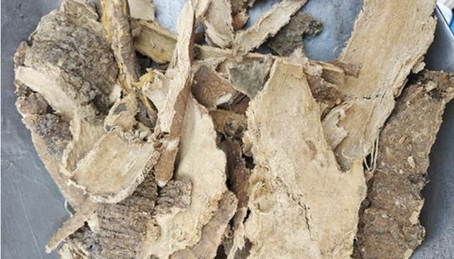 农村老人为何喜欢收集香椿树皮?究竟有啥作用?看完心里有数了