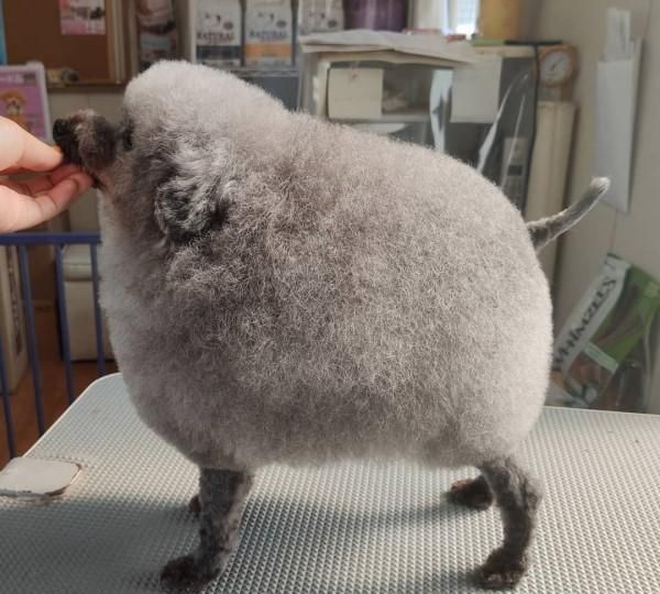 贵宾犬以前常被嘲笑,主人帮它换"海豹"造型,立刻变身网红!