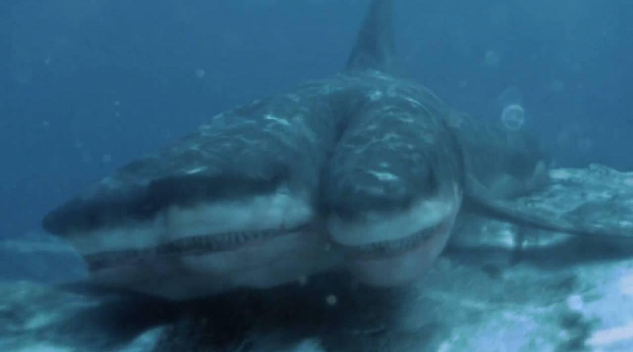 《夺命五头鲨》长着四颗脑袋的鲨鱼