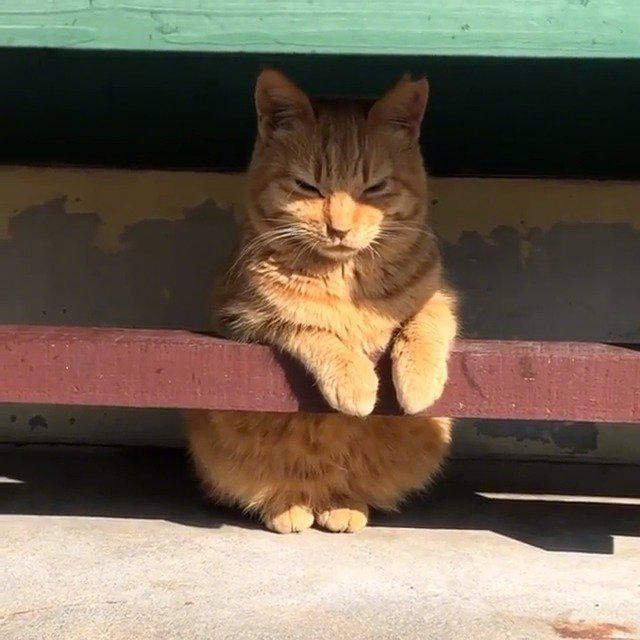 橘猫坐得端端正正晒太阳,好可爱