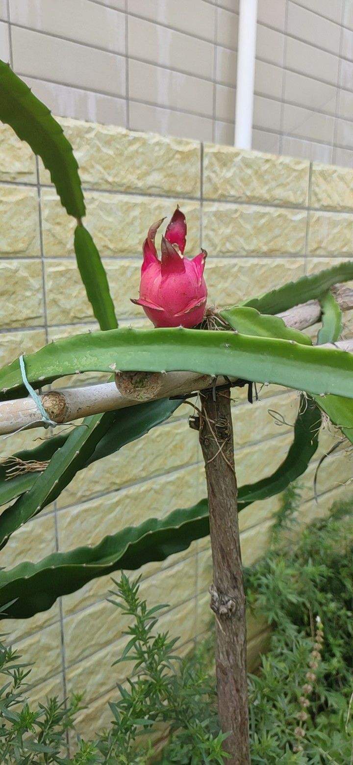 想吃火龙果不用愁,自己在家种一盆,果子又大又甜!