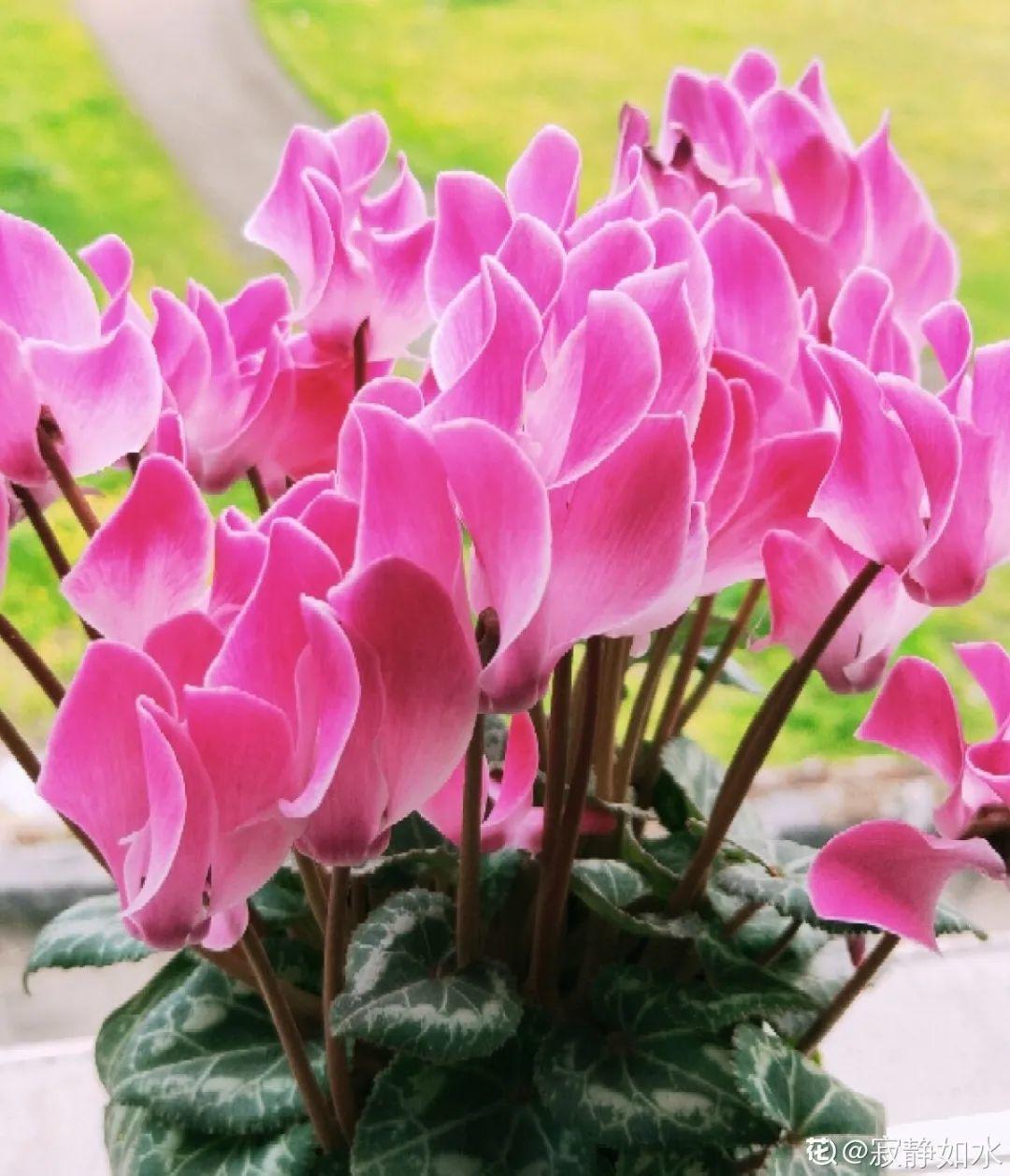 下种子就可以播种了,播种1-2年就可以正常开花,平时养不好也不用担心