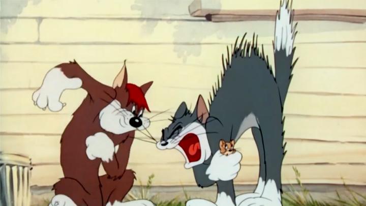 猫和老鼠:汤姆猫炸毛了!炸毛也太可爱了,给同伴示威呢