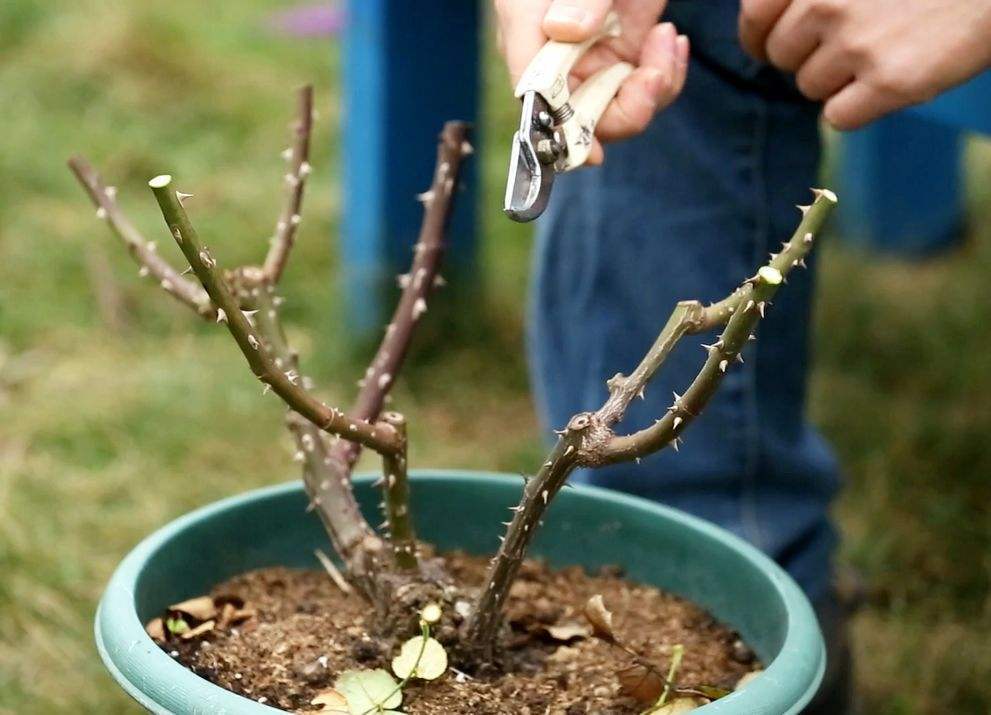 修剪月季花記住關鍵3步驟今年儲存養分來年開花多