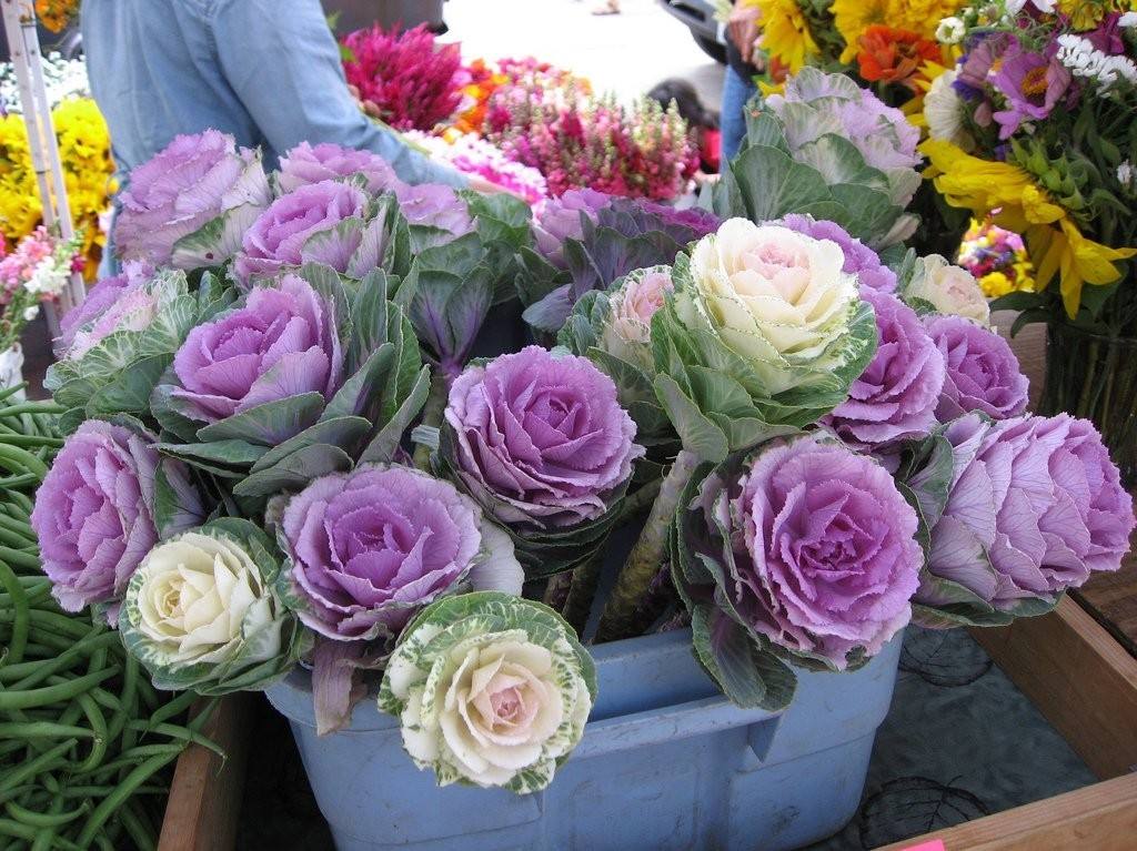 花卉植物羽衣甘蓝怎么养好