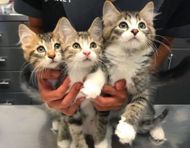 怀孕母猫赖上女子，被驱赶多次终被收养，3只小猫刚断奶，它跑了休闲区蓝鸢梦想 - Www.slyday.coM