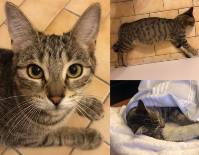 怀孕母猫赖上女子，被驱赶多次终被收养，3只小猫刚断奶，它跑了休闲区蓝鸢梦想 - Www.slyday.coM