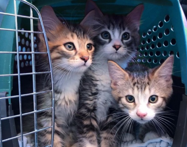 怀孕母猫赖上女子，被驱赶多次终被收养，3只小猫刚断奶，它跑了休闲区蓝鸢梦想 - Www.slyday.coM