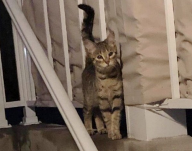 怀孕母猫赖上女子，被驱赶多次终被收养，3只小猫刚断奶，它跑了休闲区蓝鸢梦想 - Www.slyday.coM