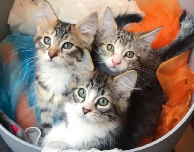 怀孕母猫赖上女子，被驱赶多次终被收养，3只小猫刚断奶，它跑了休闲区蓝鸢梦想 - Www.slyday.coM