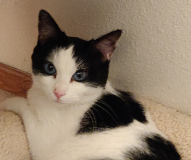 蓝眼奶牛猫被女子相中,半年后才被收养,女子用它救