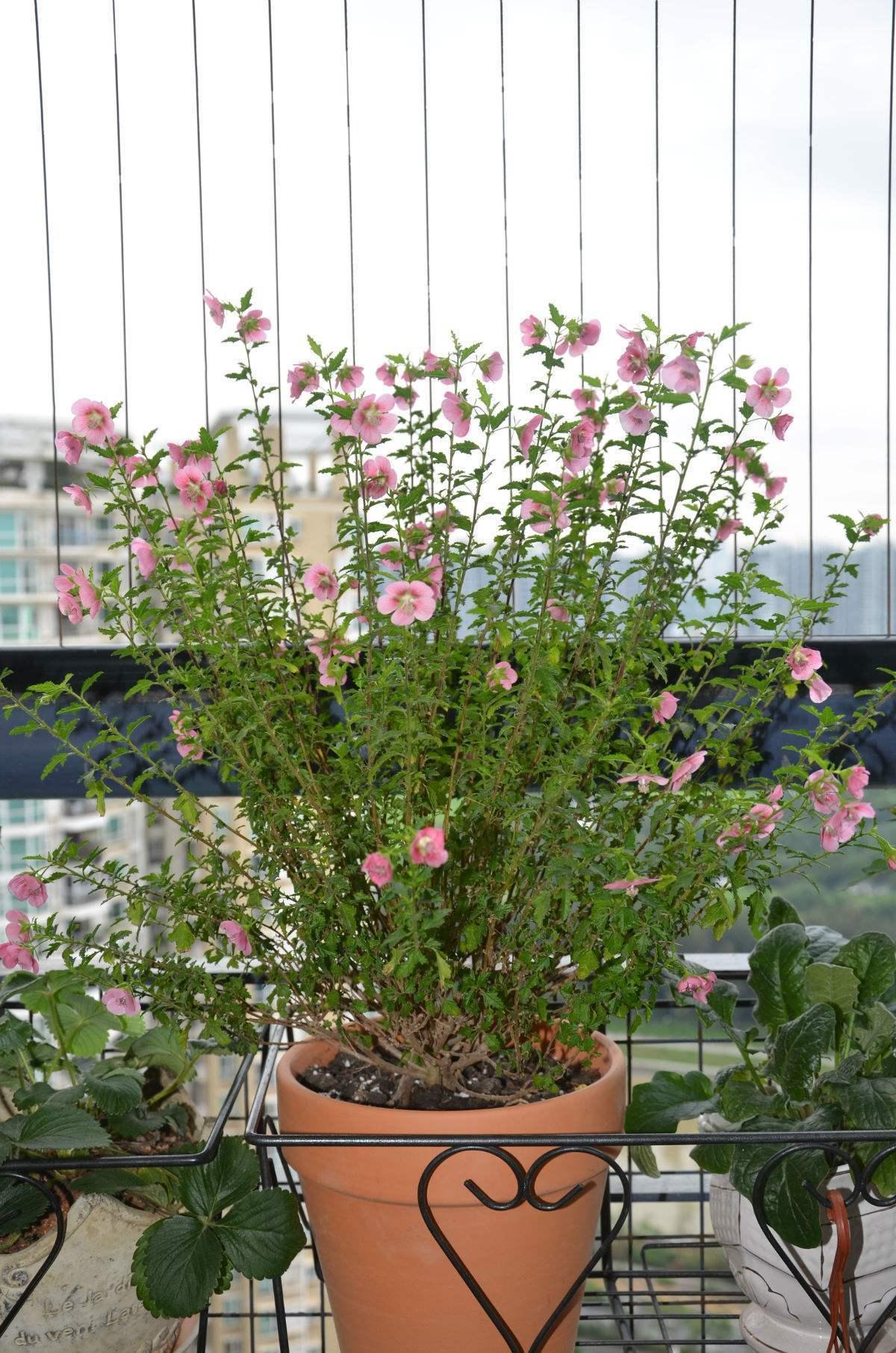 夏天开花正旺的小木槿,到了秋天怎么养,做好这几点就够了