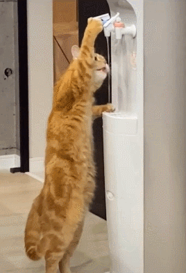 猫咪自己会用饮水机喝水,还知道按蓝色的开关,也太聪明了吧!