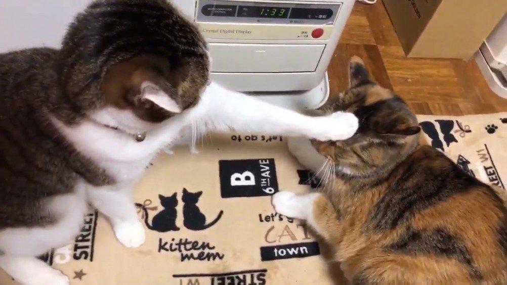 两只猫咪吵架,一只被按头杀压制住:朕被封印了