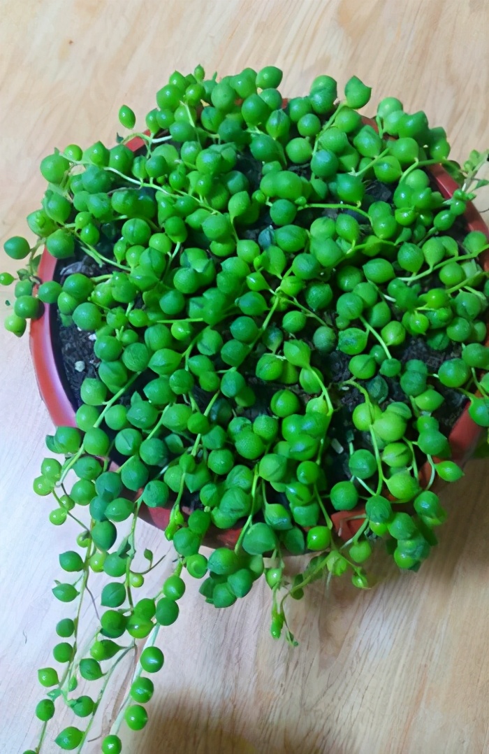 最特别的是,珍珠吊兰还有着强大的繁殖能力,人们可借由枝叶扦插的方式