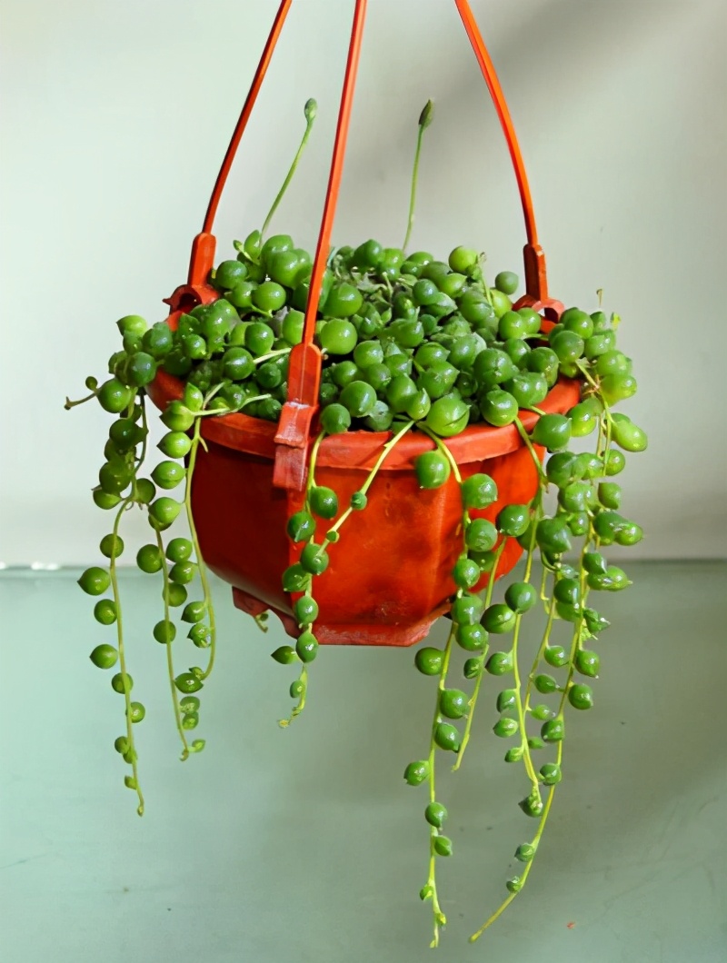 一种吊兰长出佛珠叶,生命力顽强插土里就活,吊着养长得更快