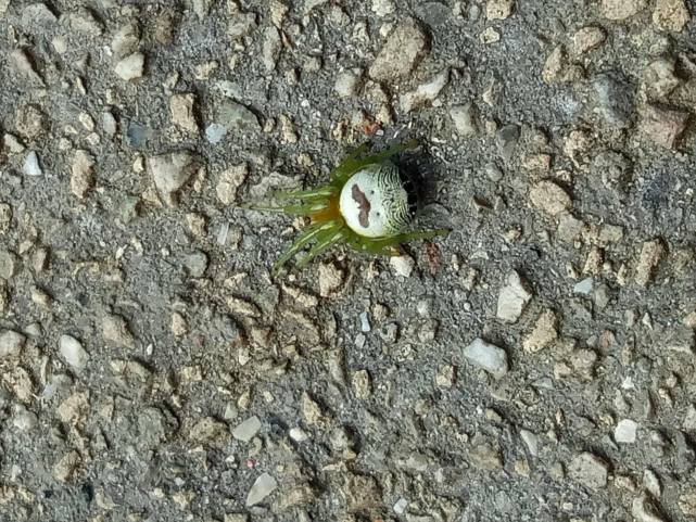 根据资料介绍,这种蜘蛛名叫"黑绿鬼蛛"又有微笑杀手的称号,分布于印度