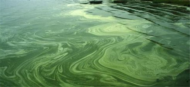 正文  如何净化含磷污水?