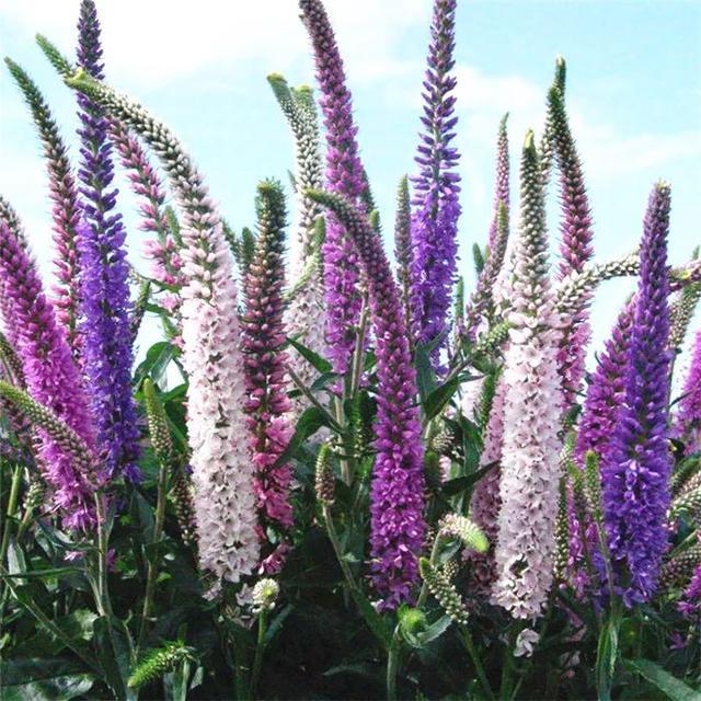 浪漫温情灿烂可爱的毛尾巴鼠尾花这么养护花朵鲜艳香气浓