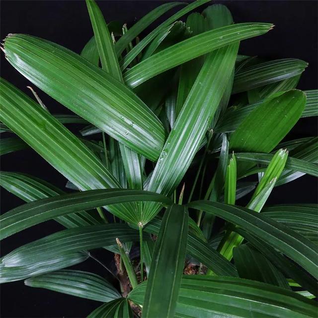 绿叶铺散开展如羽扇,秀丽紧密的棕竹这么养护,坚韧屹立福运来