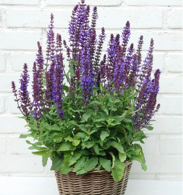 浪漫温情灿烂可爱的毛尾巴鼠尾花这么养护花朵鲜艳香气浓