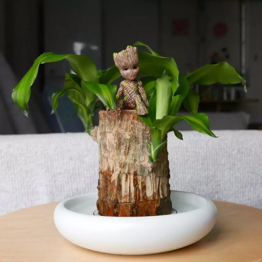 火起来的格鲁特小木桩,像个小精灵,但没那么好养