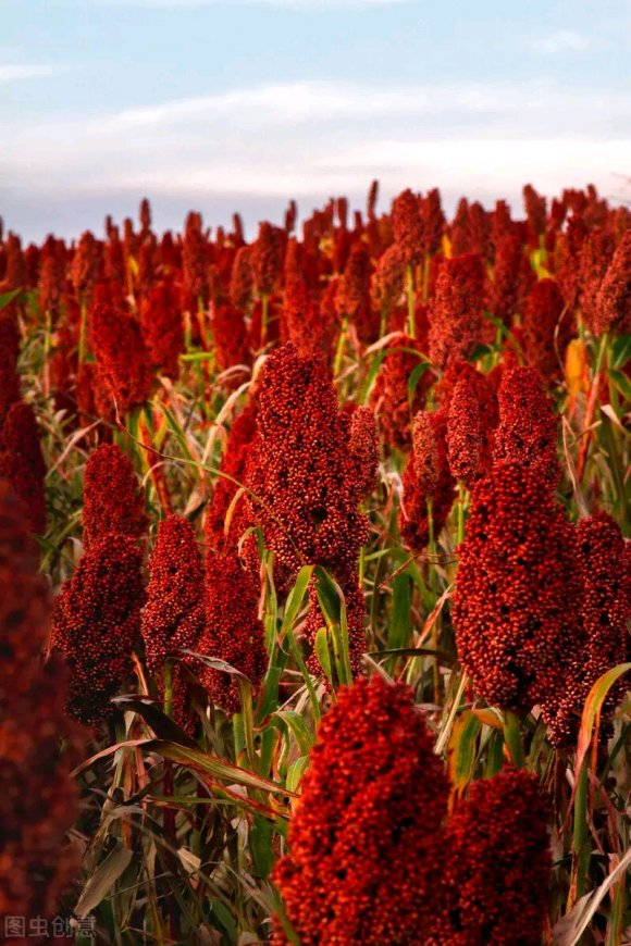 秋意渐浓,身边的美景拍下来,记录秋天最美的一刻!