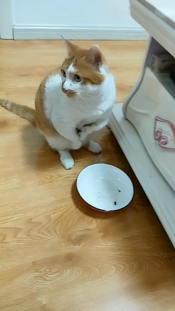 宠主家肥猫馋嘴贪吃,吃完猫粮竟做出这举动,呆萌模样萌哭网友
