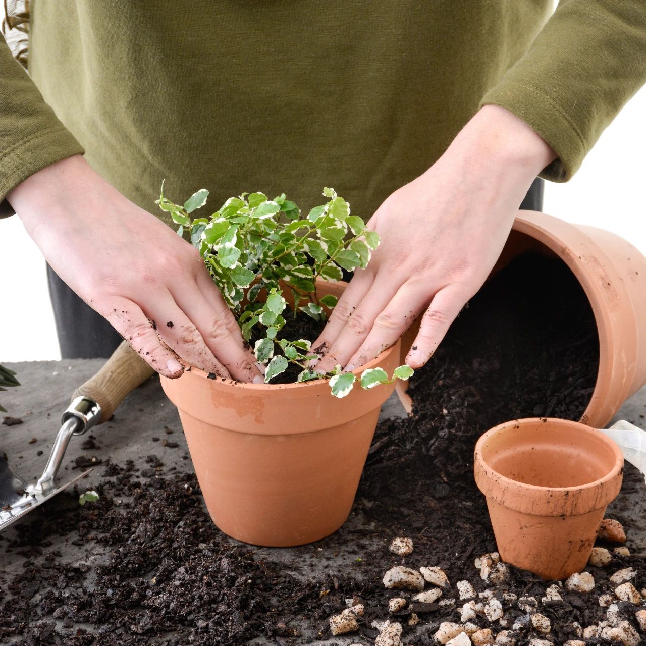 盆栽花卉买回家不要乱换盆,否则花叶容易低垂,附新手换盆指南
