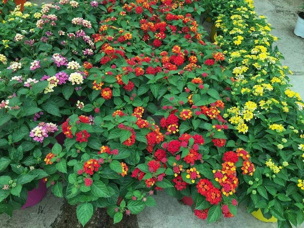 很多人都说五色梅有毒但它真的有点被冤枉这种花还是很好看的