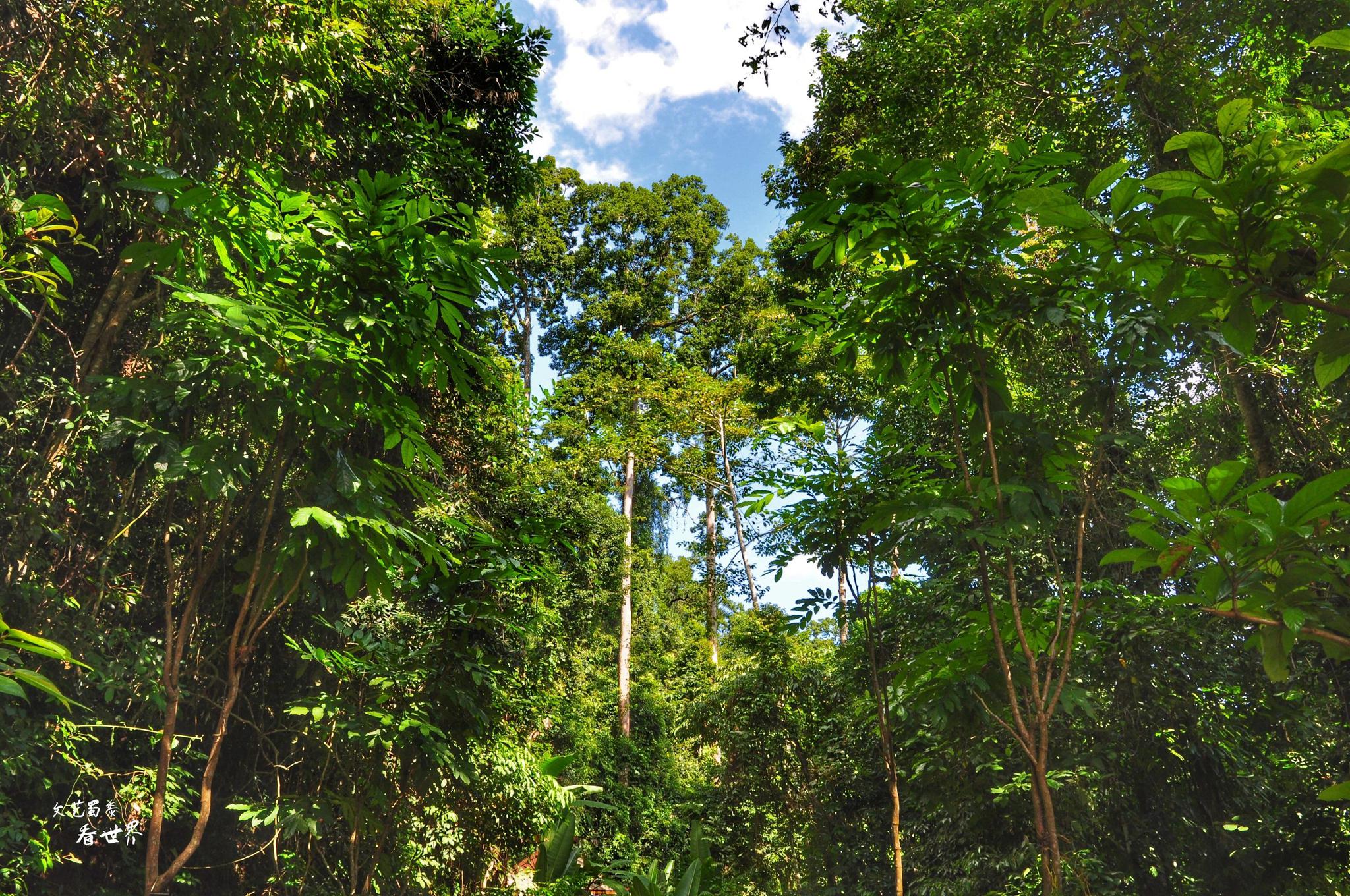中国最高的树有88米,那是一片巨树森林,真爬上去会害怕吗?