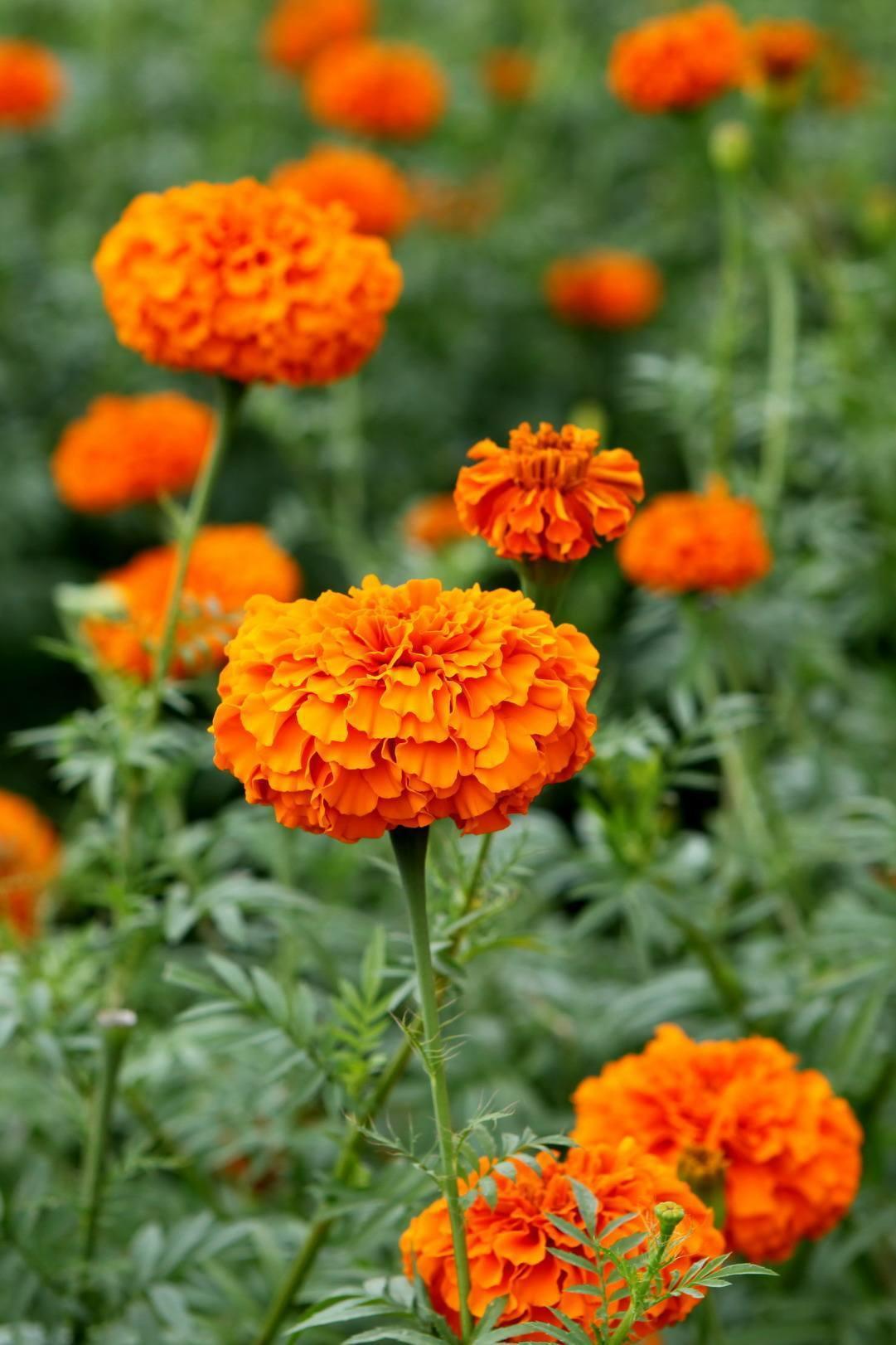 秋天养了盆万寿菊,莫名其妙黄叶了,搞情况原因不影响开花|黄叶|万寿菊