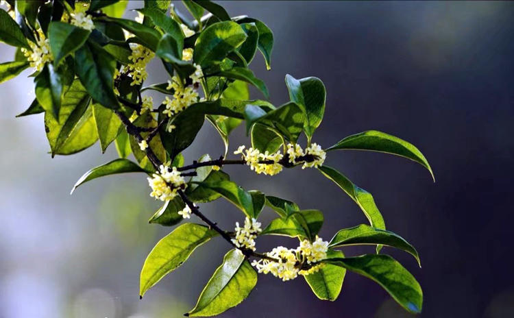 秋天必养的桂花树,满树黄金花,走到哪都是桂花香