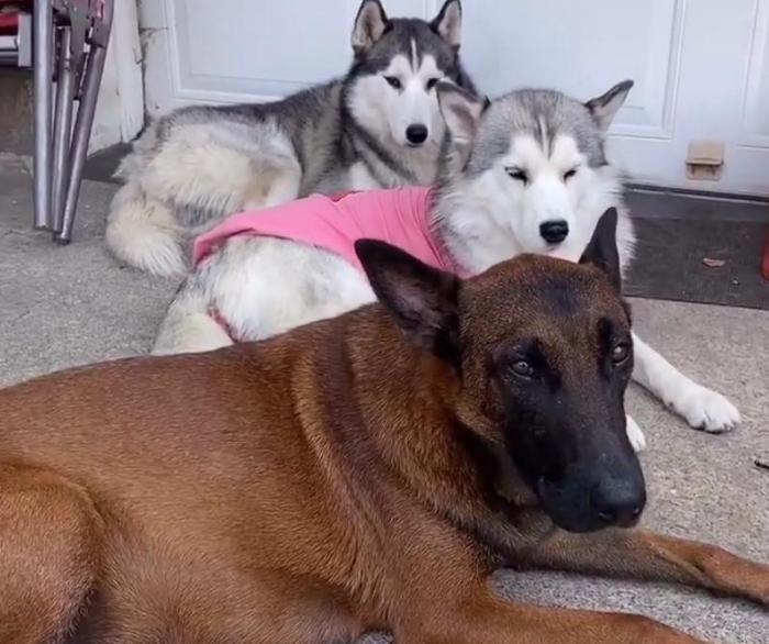 哈士奇祸祸了马犬,110万网友等生,生了一窝"马大哈"?