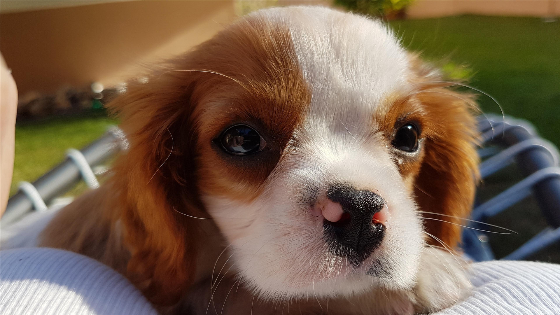 到了十月中旬的时候运势旺盛会福星高照前途无量的三大生肖