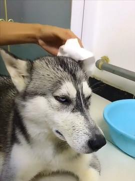 二哈出门打输了架,不停抽泣向主人哭诉,委屈模样让人笑岔气