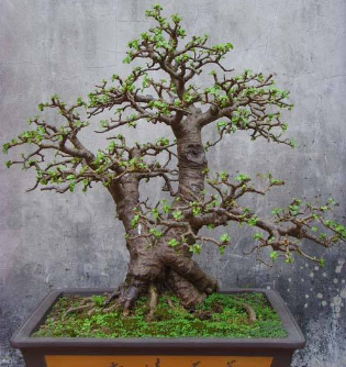 张大妈养玉树几个叶片插盆里5年成花树这细节很关键