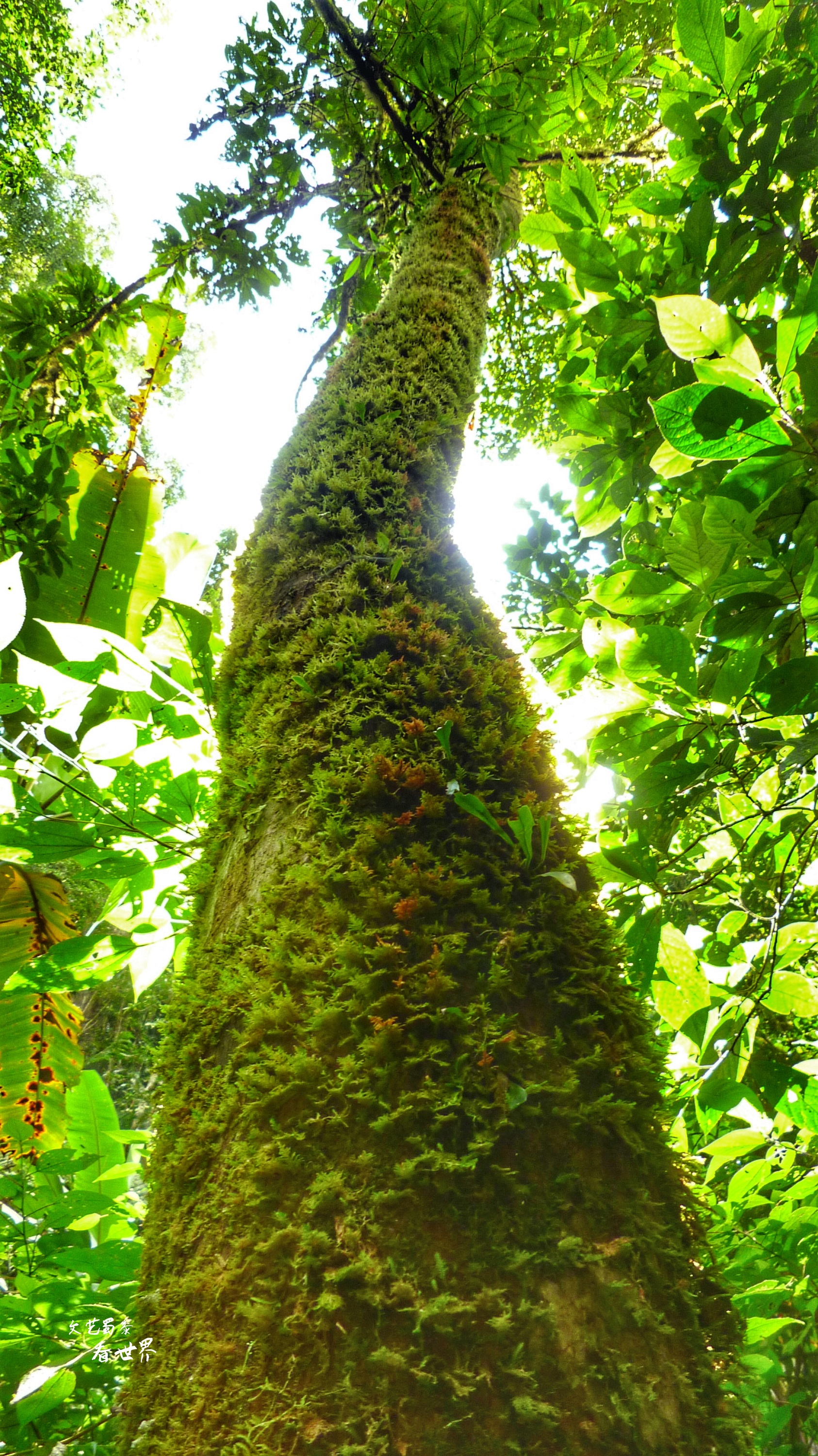 中国最高的树有88米,那是一片巨树森林,真爬上去会害怕吗?