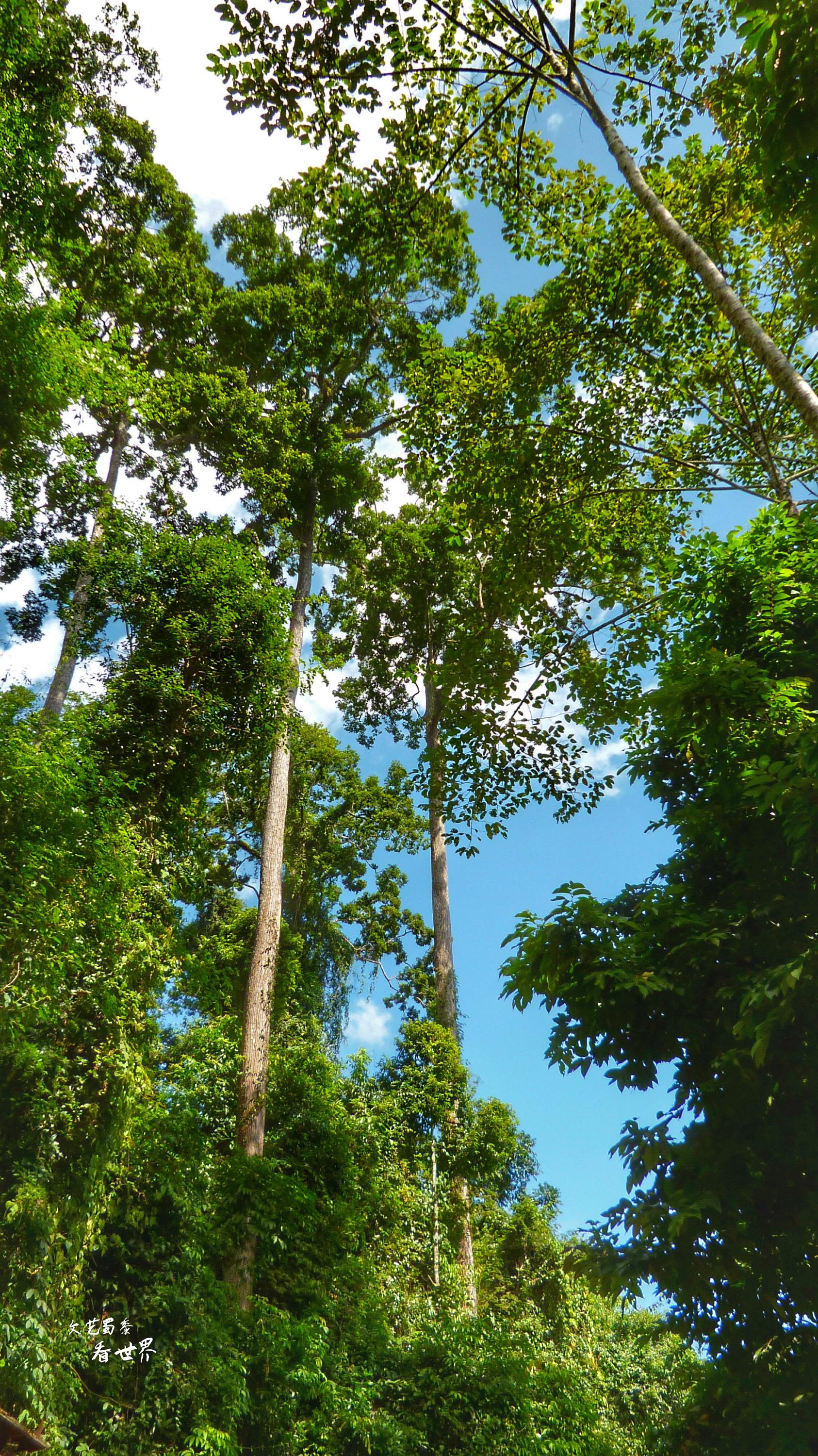 中国最高的树有88米,那是一片巨树森林,真爬上去会害怕吗?