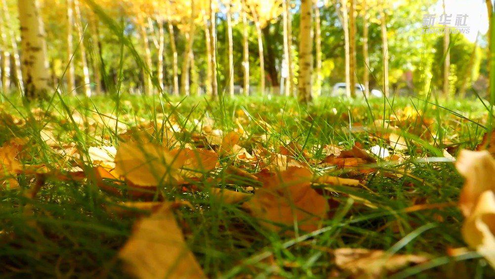 阳光透过树叶缝隙照下来,暖暖的