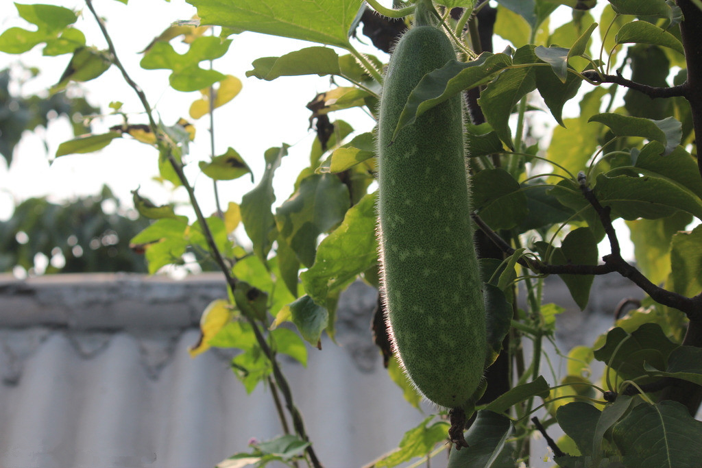 冬瓜:有清热解毒,利尿消肿,清胃降火之功效,常吃可减脂祛湿,可见冬瓜