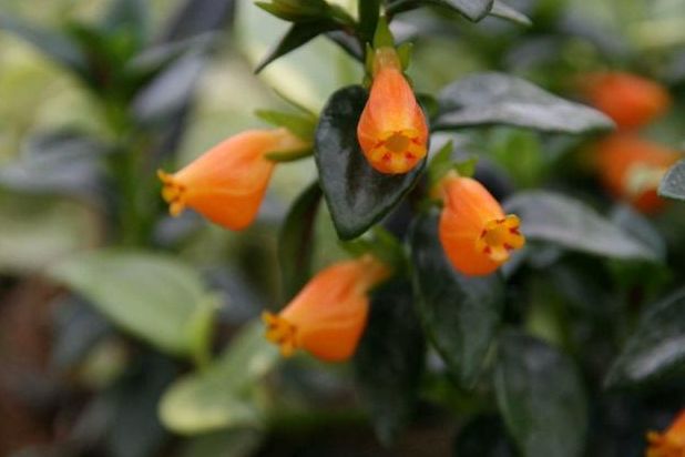 看起来像金鱼 它被称为金鱼花 在盆栽植物中算是非常好看的 金鱼花盆栽图片 城发网