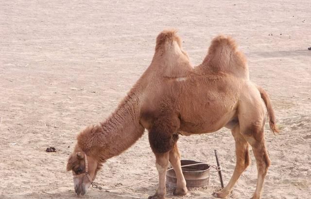 渴了半个月的骆驼,再次看到水会怎样?隔着屏幕都担心它的胃炸掉