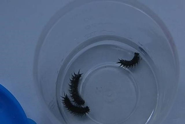 7岁苗族男孩吐出活虫爸妈怀疑是中蛊检查后令人吃惊