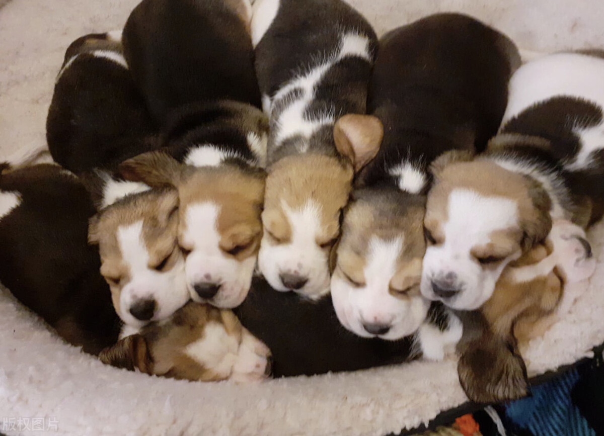 爱犬产后离世英国女子给七只狗宝宝当妈妈母爱不分界限