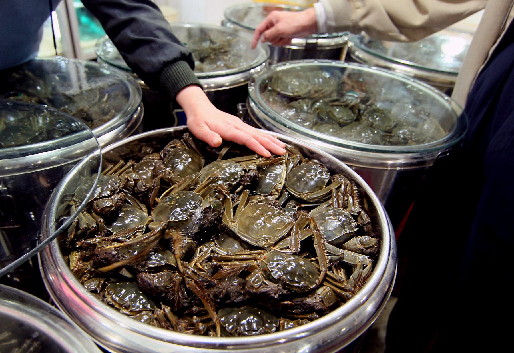 大闸蟹入侵德国,每年损失8亿元,德国渔民:卖到中国餐馆